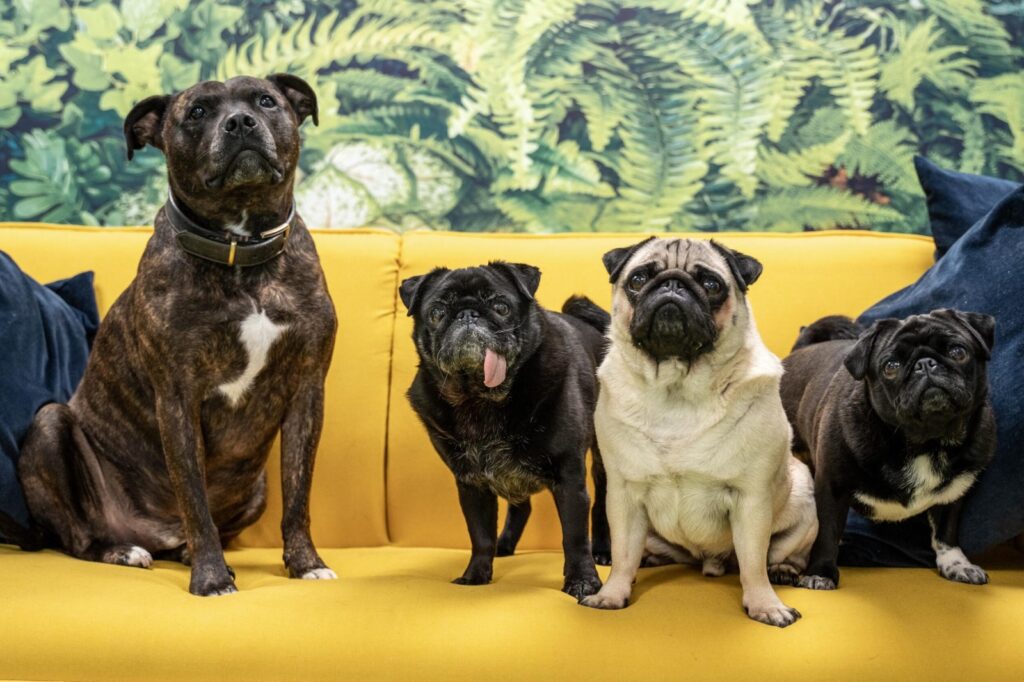 Four dogs are sat on a yellow sofa, Lenny the staffy, Louie, Bruce and Penny the office pugs.
